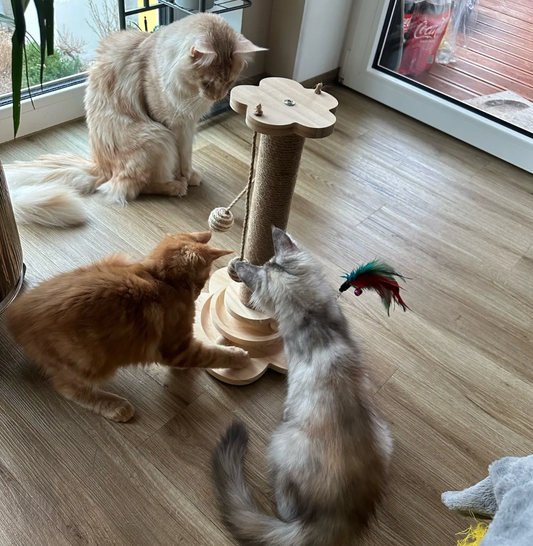 Meubelbeschermer of krabpaal: wat beschermt je bank het beste tegen kattenkrabben?