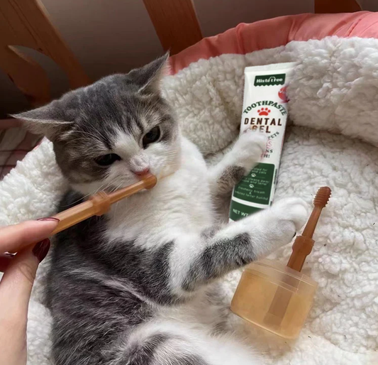 Kat krijgt tanden gepoetst met een kattentandenborstel