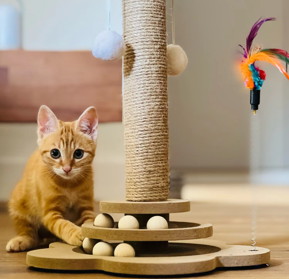 Kitten speelt bij een krabpaal met sisaltouw, speelballen en een veertje