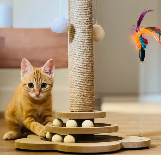 Kitten speelt bij een krabpaal met sisaltouw, speelballen en een veertje