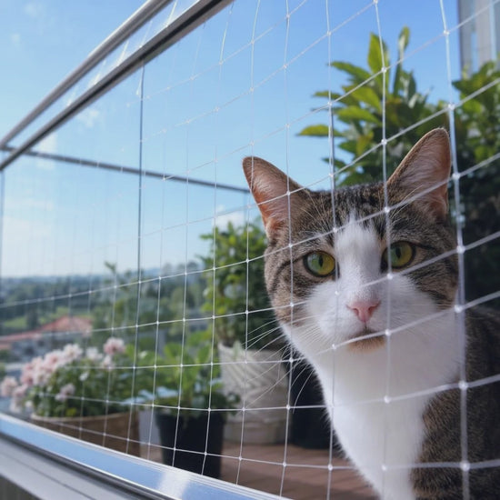 Kat achter het kattennet op het balkon, video